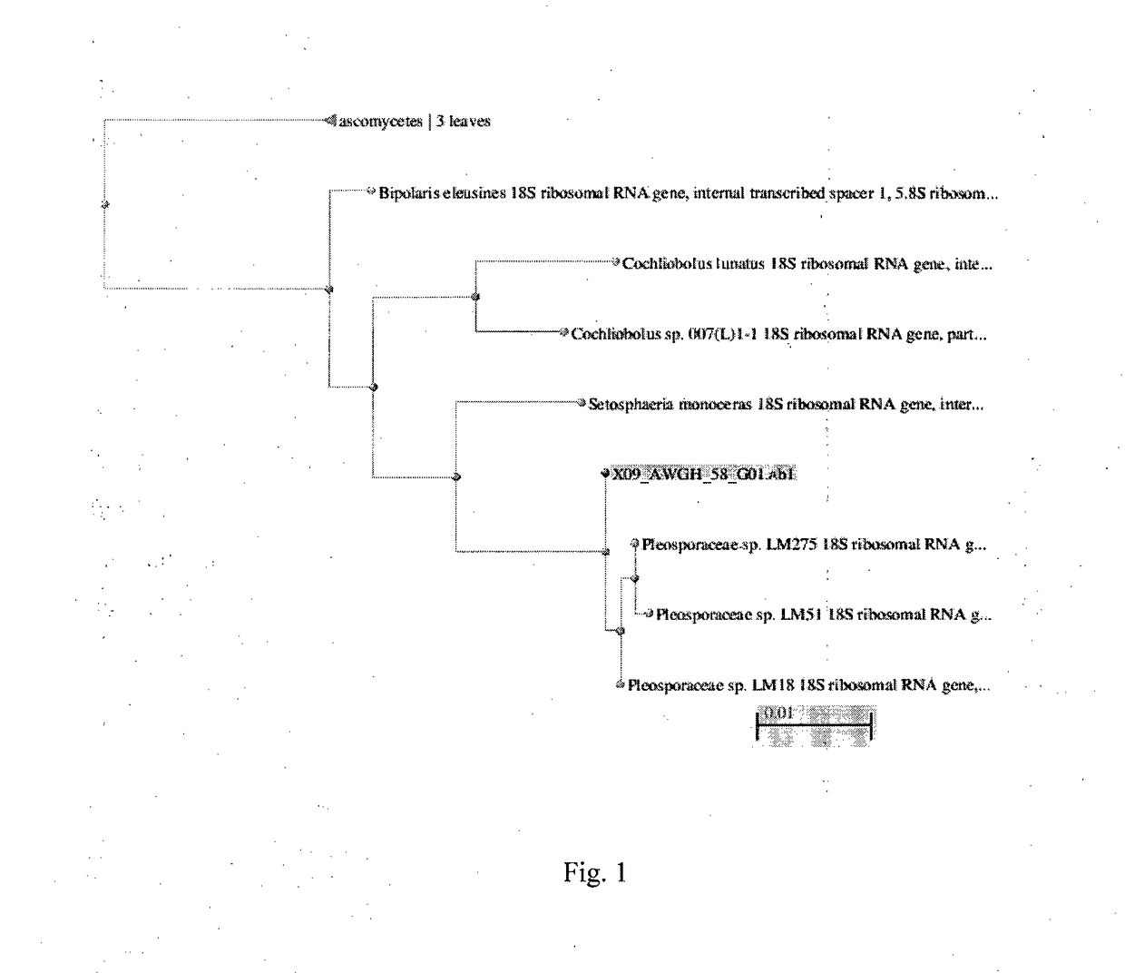 A novel mycoherbicidal composition for suppressing water hyacinth