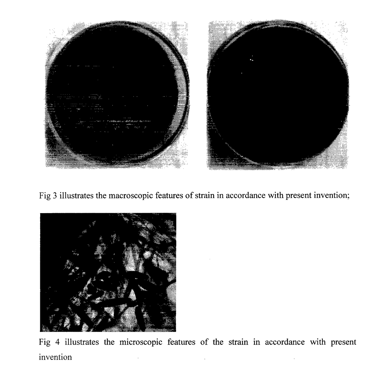 A novel mycoherbicidal composition for suppressing water hyacinth