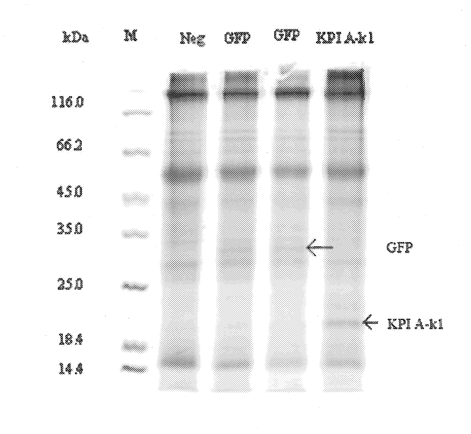 Protease inhibitor