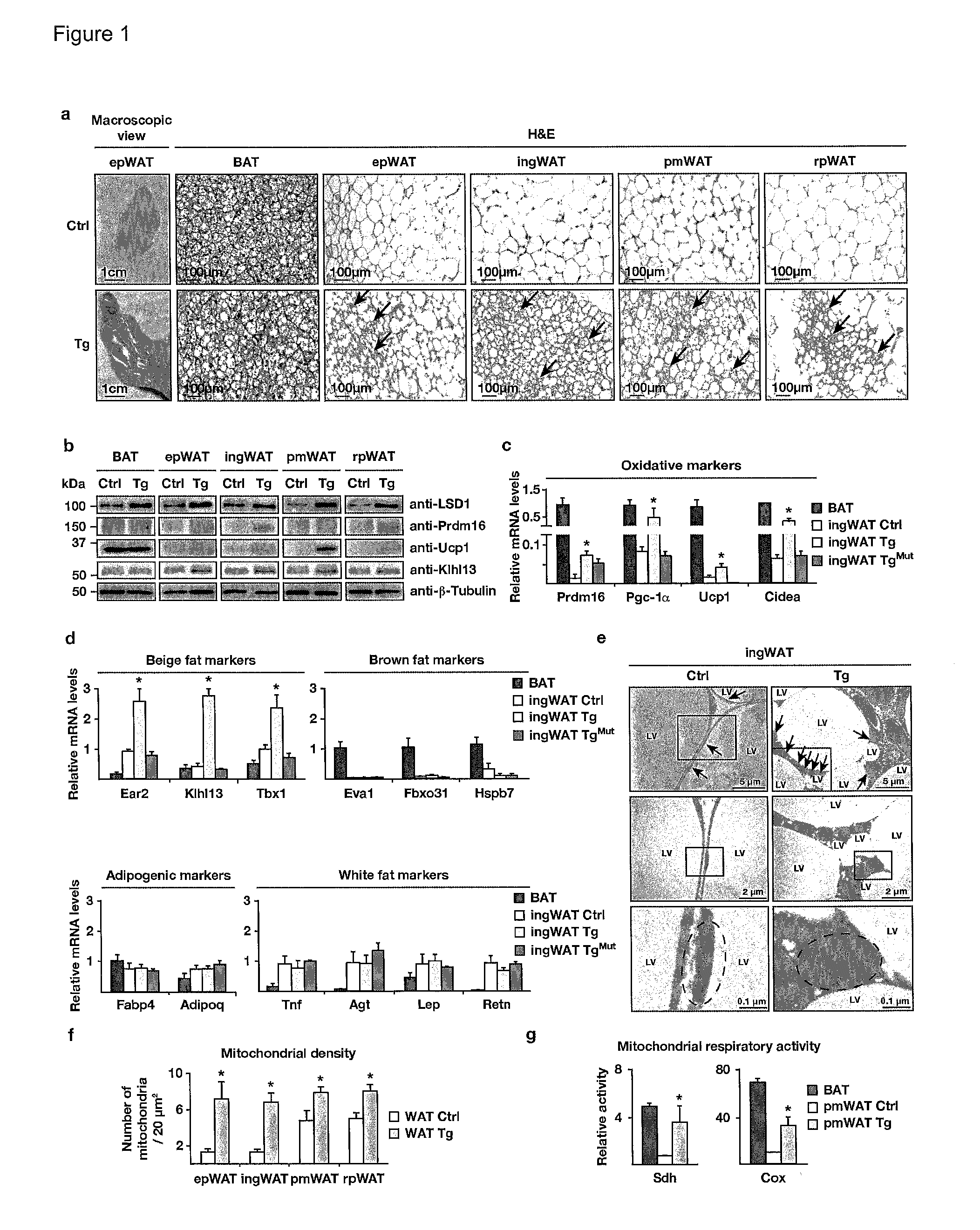 Animal model for type 2 diabetes and obesity