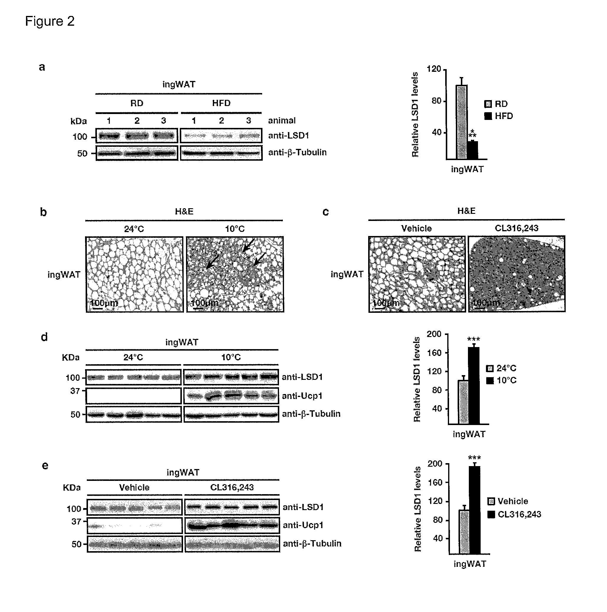 Animal model for type 2 diabetes and obesity