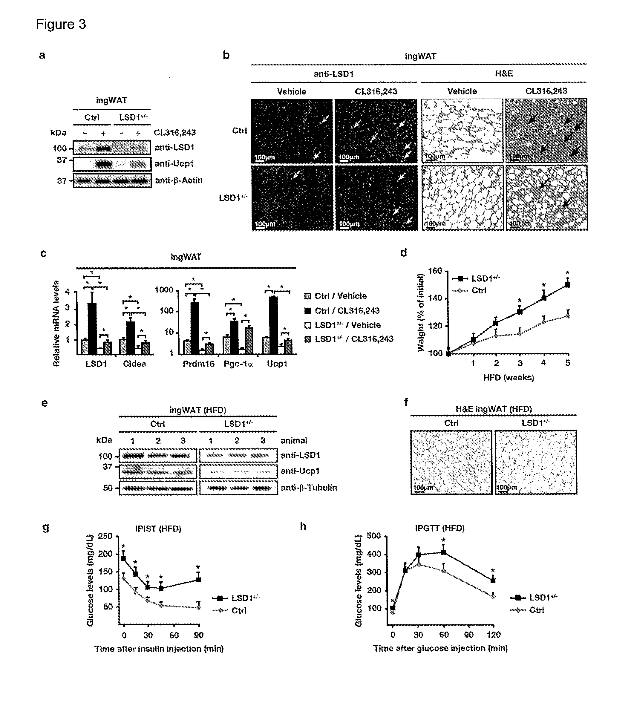 Animal model for type 2 diabetes and obesity