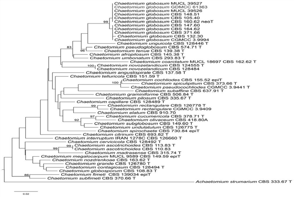 Chaetomium globosum, fungicide, seed soaking solution and application thereof