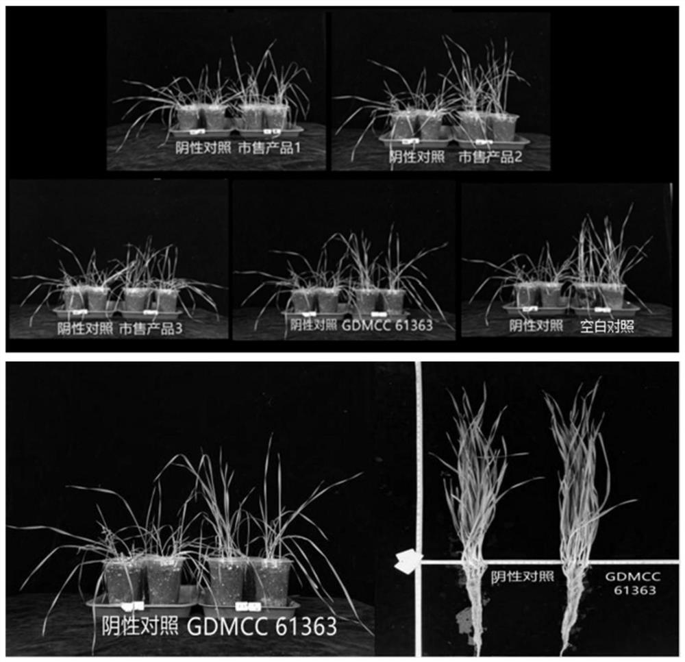 Chaetomium globosum, fungicide, seed soaking solution and application thereof