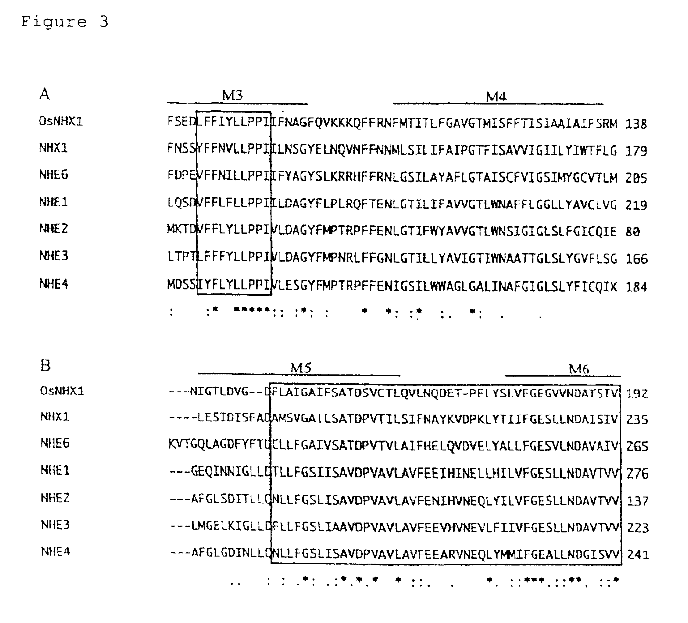 Sodium/proton antiporter gene