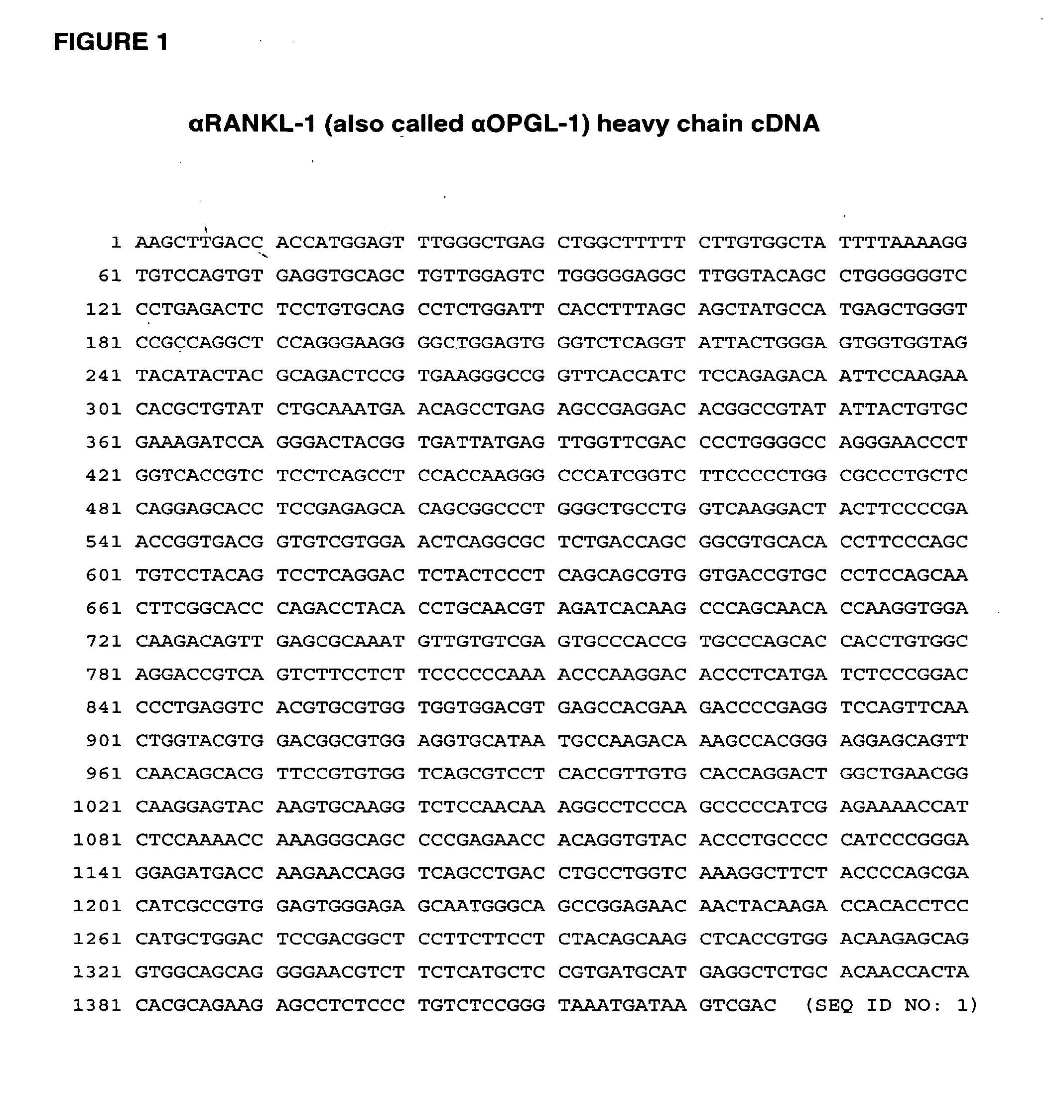 RANKL ANTIBODY-PTH/PTHrP CHIMERIC MOLECULES