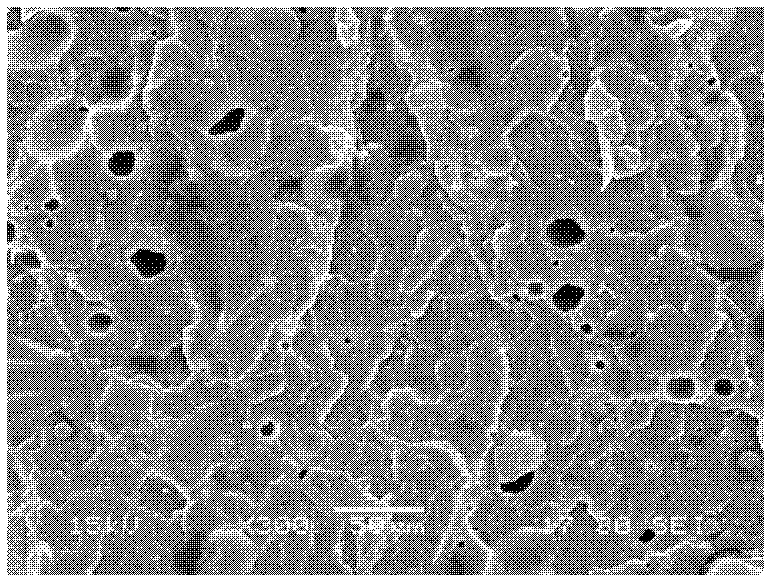 Halogen-free inflaming-retarding polypropylene composition and preparation method thereof