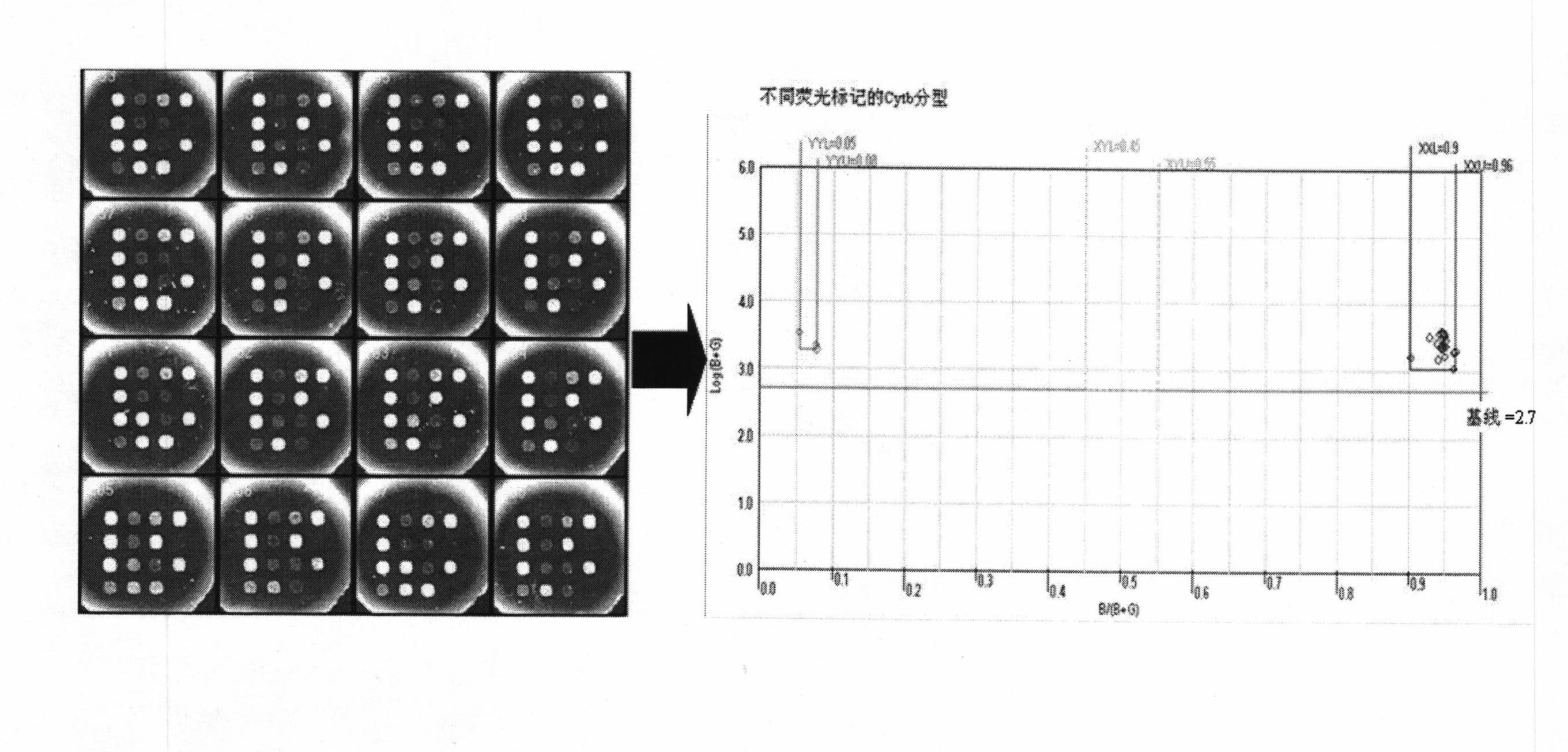 Method for detecting polymorphism of 12 loci of human mitochondrial cytochrome b genes simultaneously