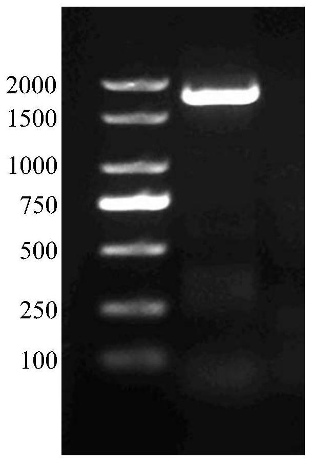 A transcription factor avbhlh3 involved in the synthesis and regulation of bornyl acetate in A. chinensis and its application