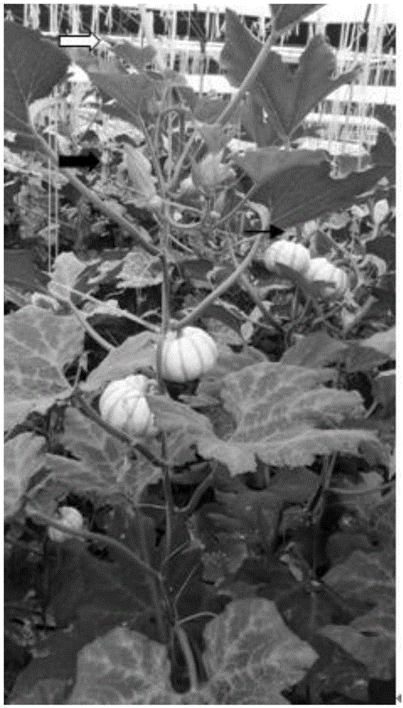 Method for improving mini-pumpkin fruiting rate and commodity rate