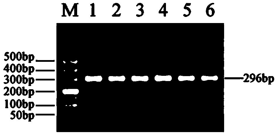 Method for detecting single nucleotide polymorphism of cattle Leptin genes