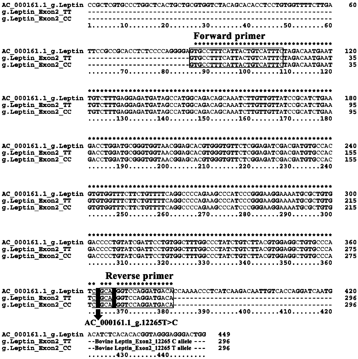 Method for detecting single nucleotide polymorphism of cattle Leptin genes