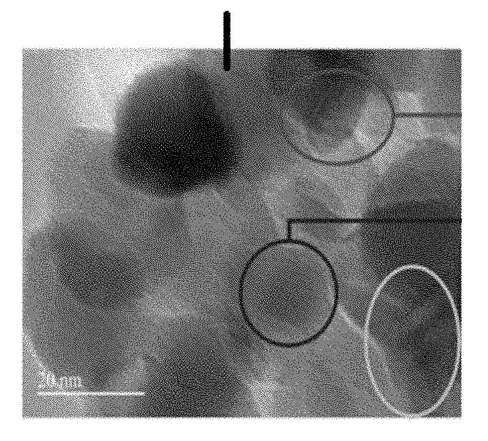 Materials and Methods for the Delivery of a Nanocarrier to the Brain