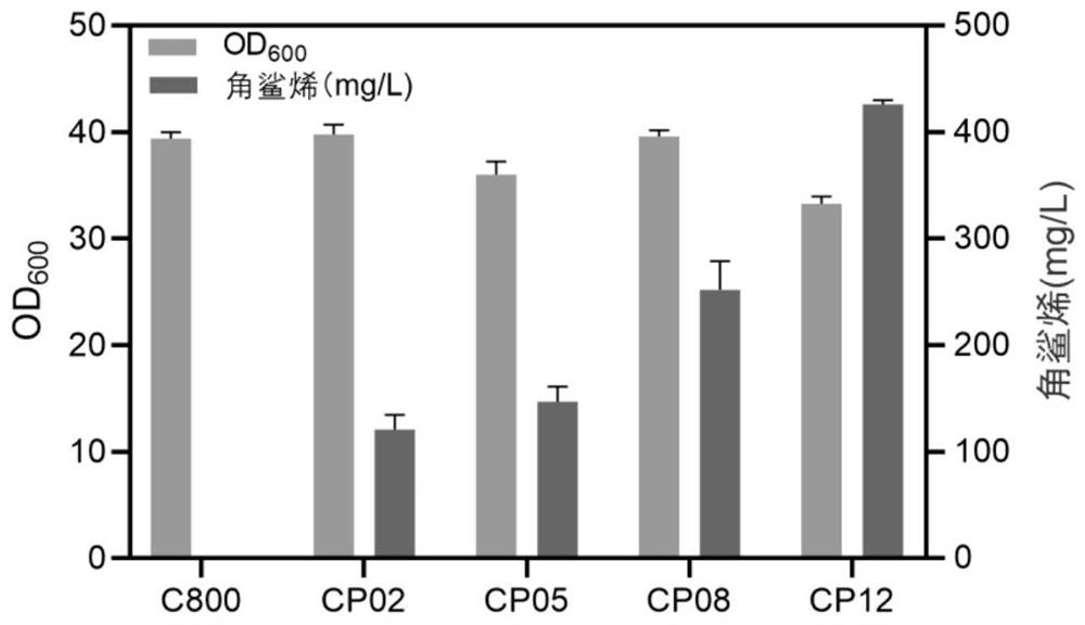 Saccharomyces cerevisiae strain for synthesizing squalene and application thereof