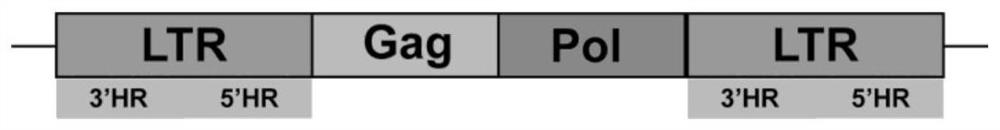 Saccharomyces cerevisiae strain for synthesizing squalene and application thereof