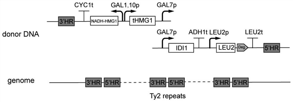 Saccharomyces cerevisiae strain for synthesizing squalene and application thereof