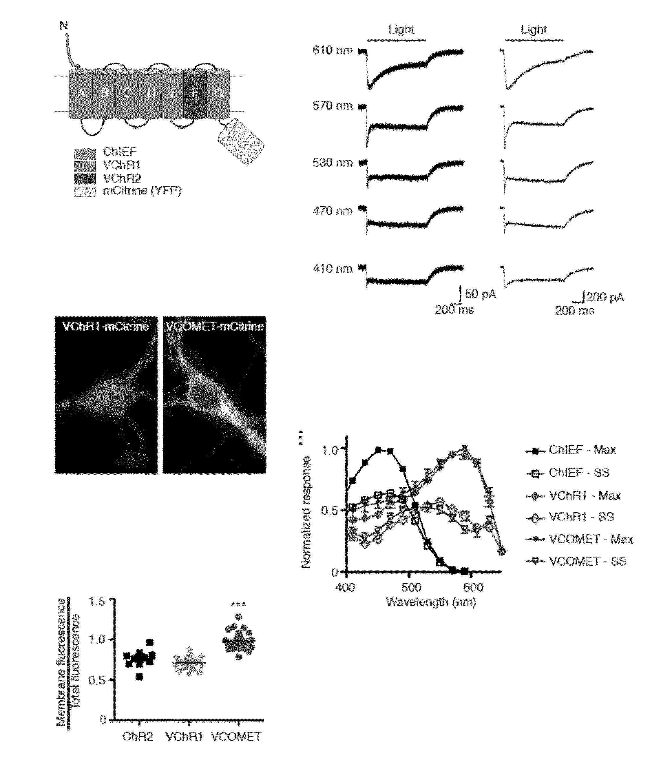 Engineered red-shifted channelrhodopsin variants