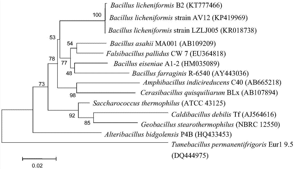 Strain of bacillus licheniformis and applications thereof