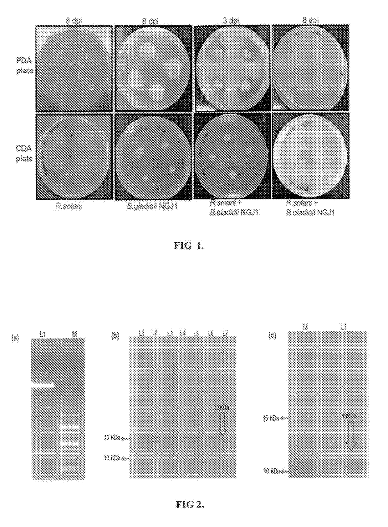 Novel protein against fungal pathogens