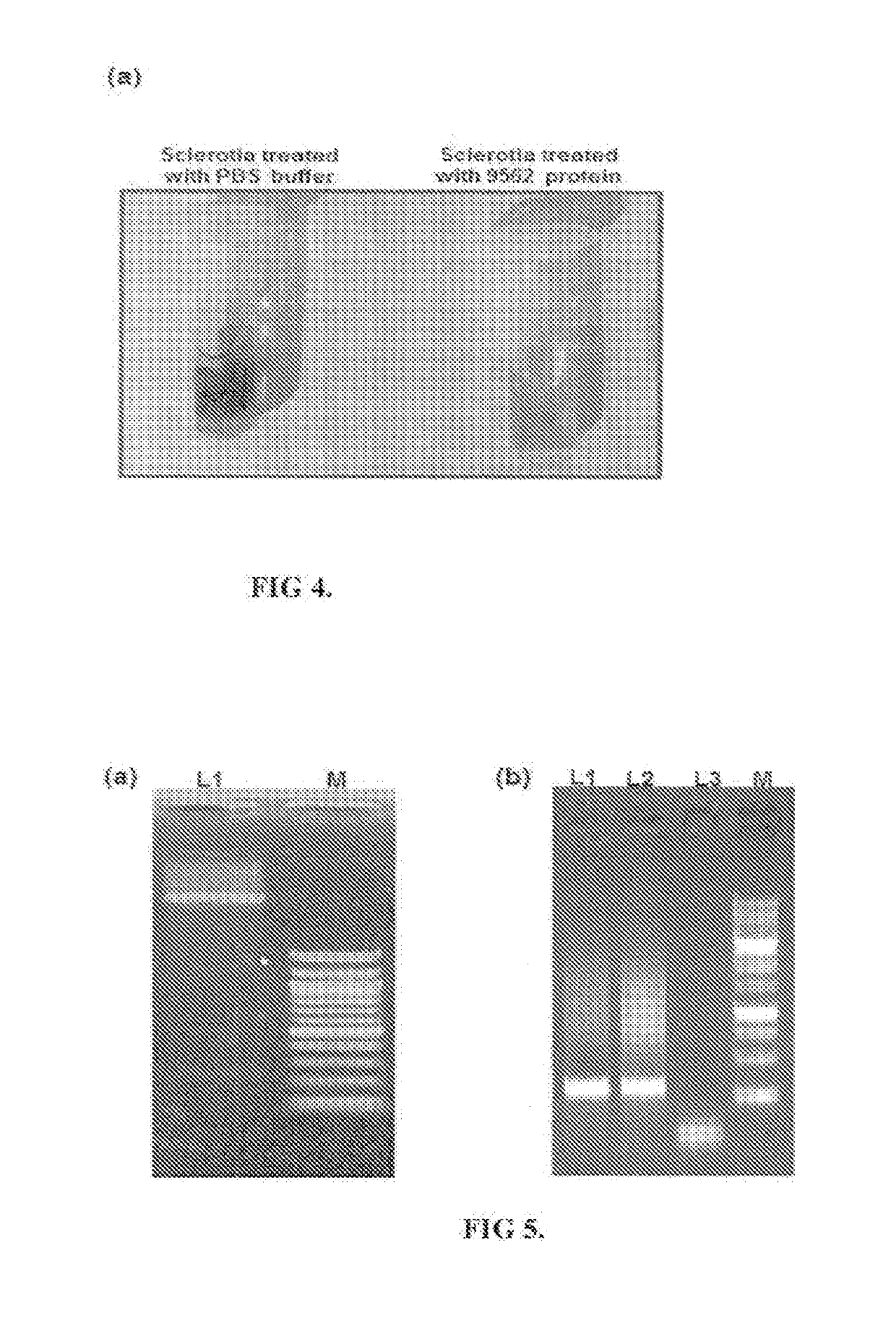 Novel protein against fungal pathogens