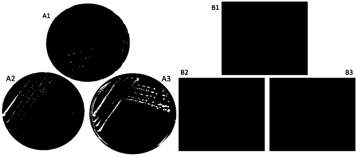 Compound microbial agent for reducing ammonia gas release in chicken manure composting and preparation method and application thereof