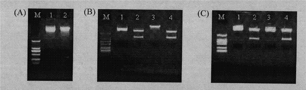 Grapevine powdery mildew resistance transcription factor gene VpRFP1 promoter sequence and application thereof