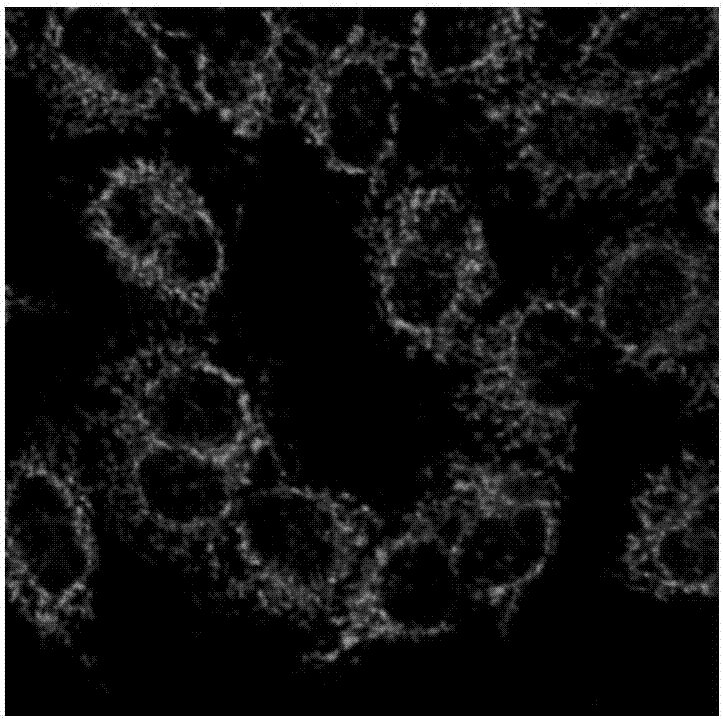 Used to detect hg  <sup>2+</sup> Aggregation-induced luminescent fluorescent sensor and its preparation method and application