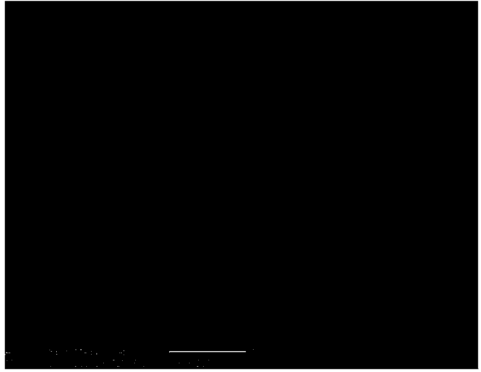 Method of adjusting and controlling length of silver nanowire by utilizing PVP (Polyvinyl Pyrrolidone) of different molecular weights and reaction temperature