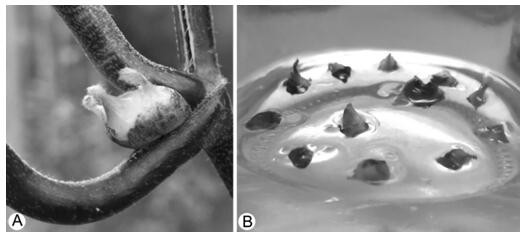 Inducing culture method of Aconitum vilmorinianum Kom. embryoid