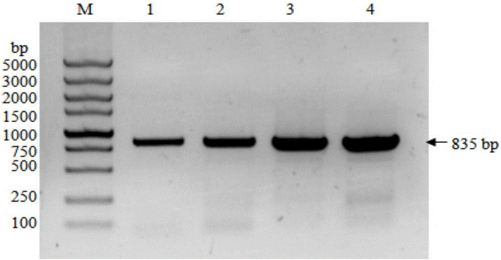 Construction and expression of lactic acid bacteria for recombination of GP5 gene of porcine reproductive and respiratory syndrome virus