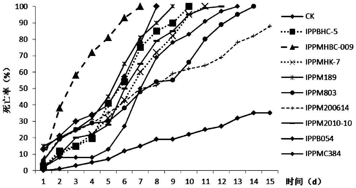 Metarhizium anisopliae IPPMHBC-009 complex microbial agent and application thereof