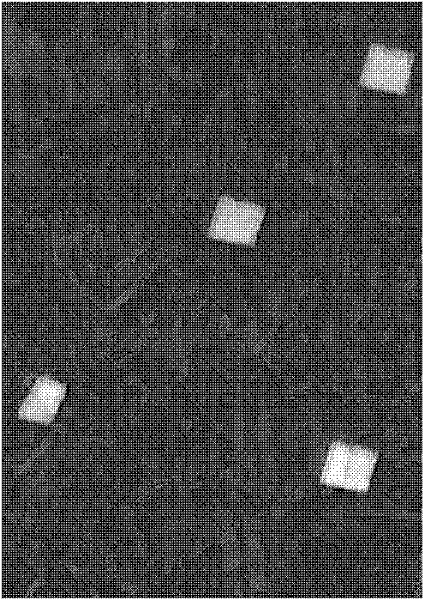 Method for carrying out change detection on remote sensing images based on treelet fusion and level set segmentation