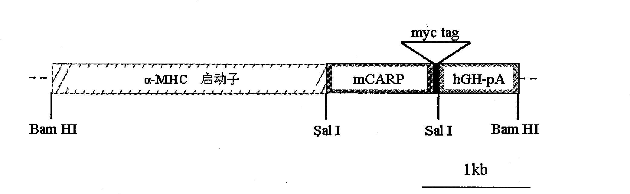 Transgenic animal over-expressing cardiac ankyrin repeat protein as well as production method and application thereof