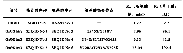 Three glufosinate-resistant rice cytoplasm type glutamine synthetase mutants