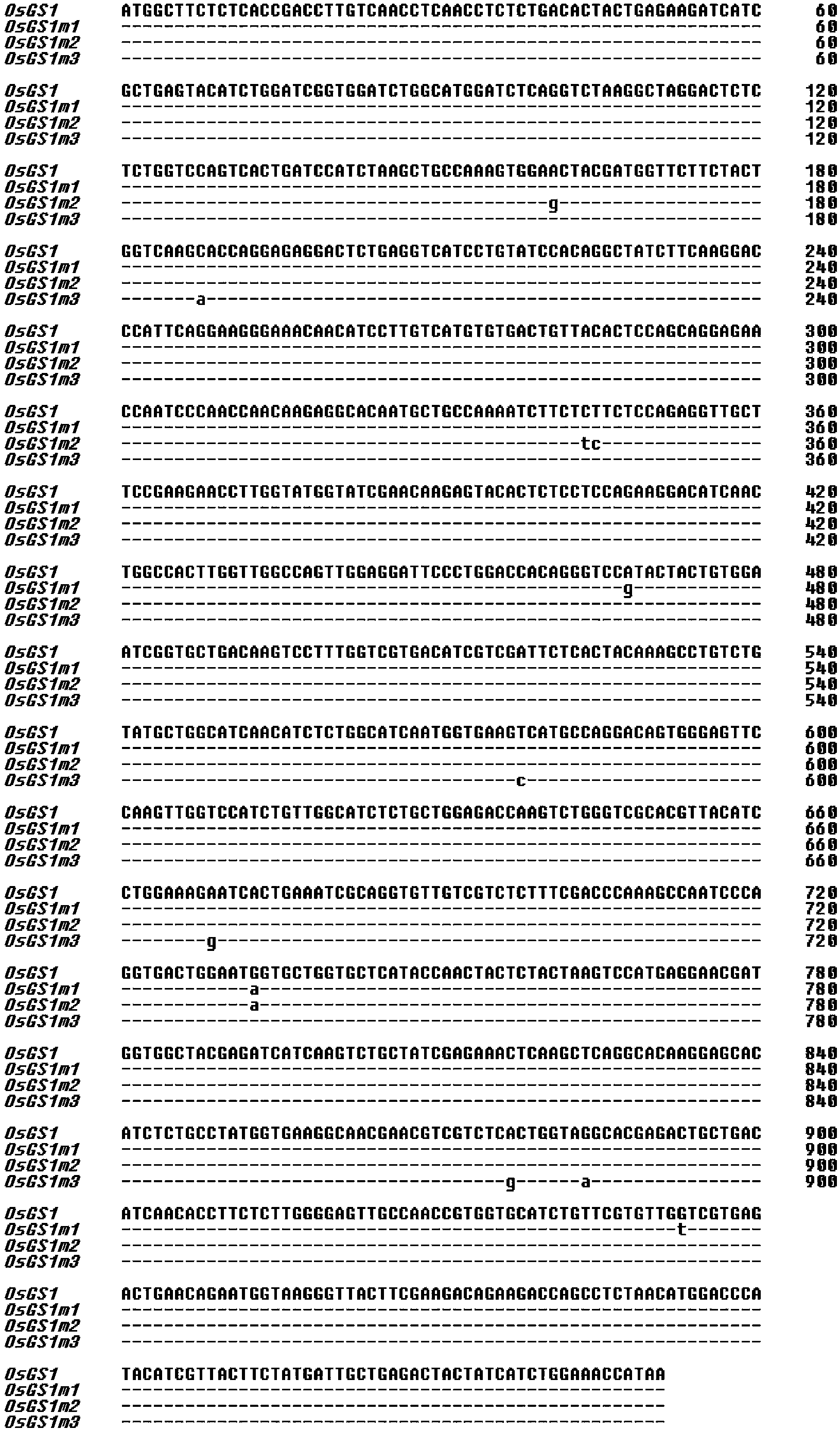 Three glufosinate-resistant rice cytoplasm type glutamine synthetase mutants