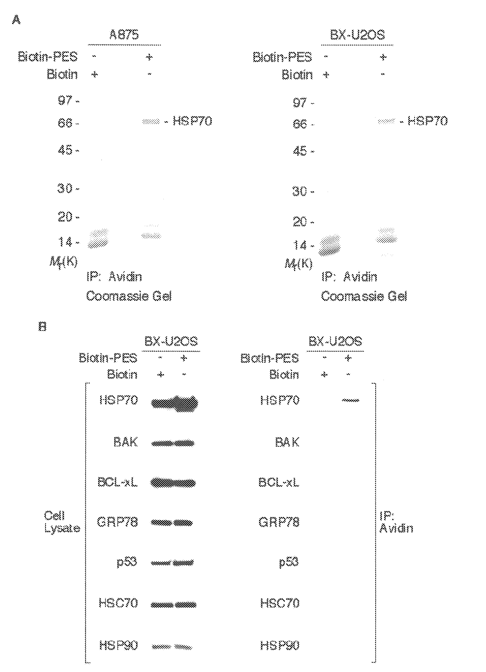 Modulators of HSP70/DnaK Function and Methods of Use Thereof