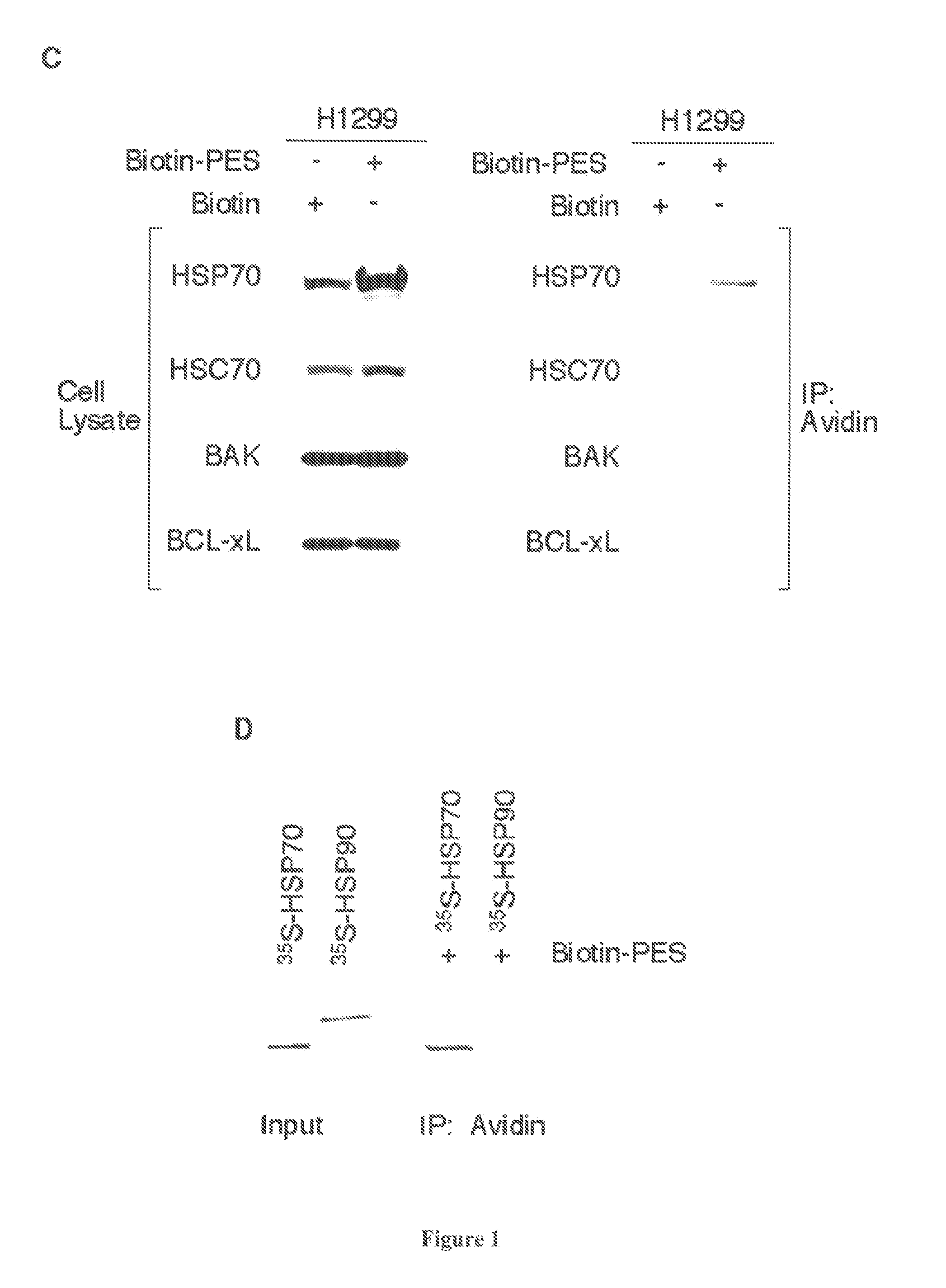 Modulators of HSP70/DnaK Function and Methods of Use Thereof