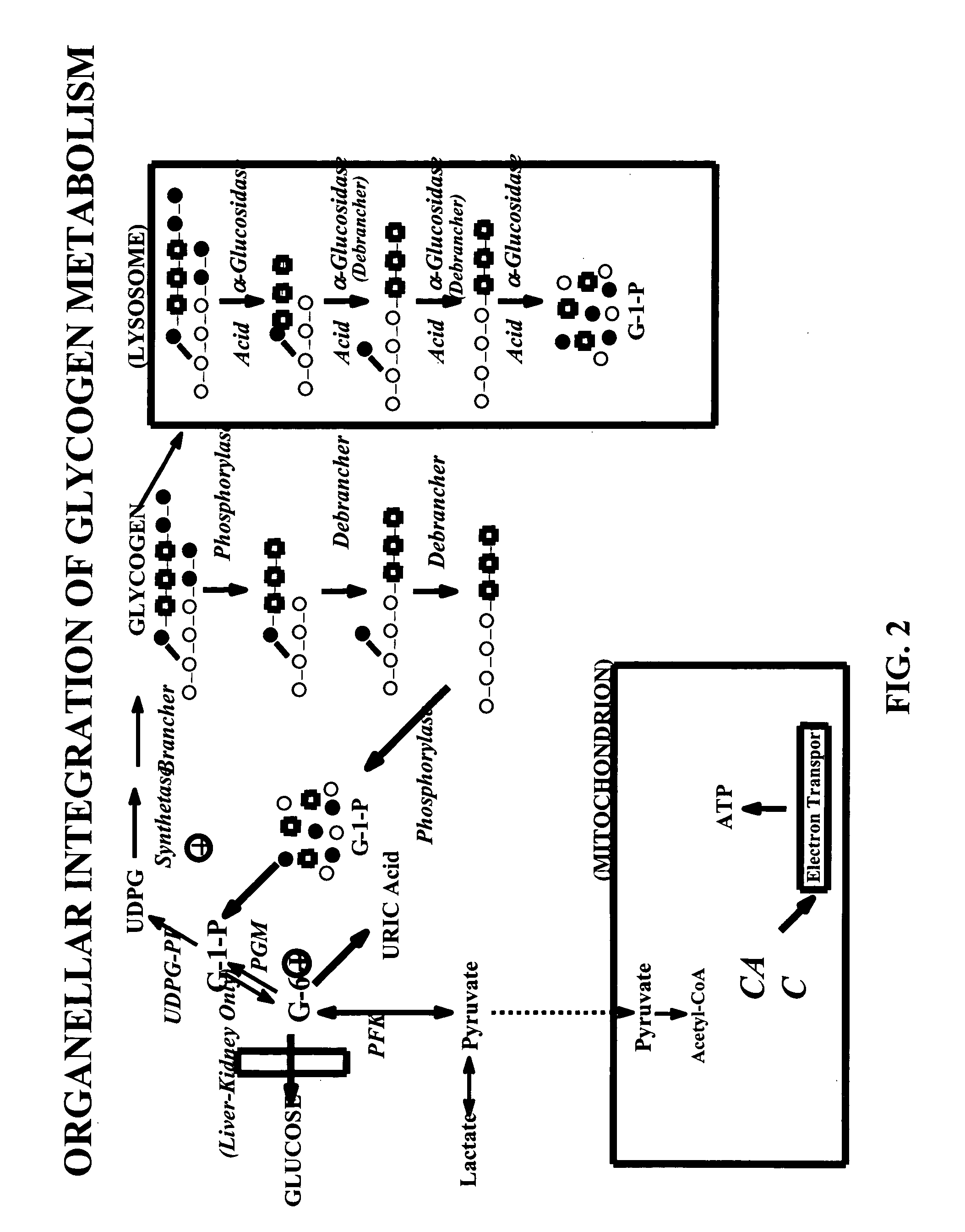 Glycogen or polysaccharide storage disease treatment method