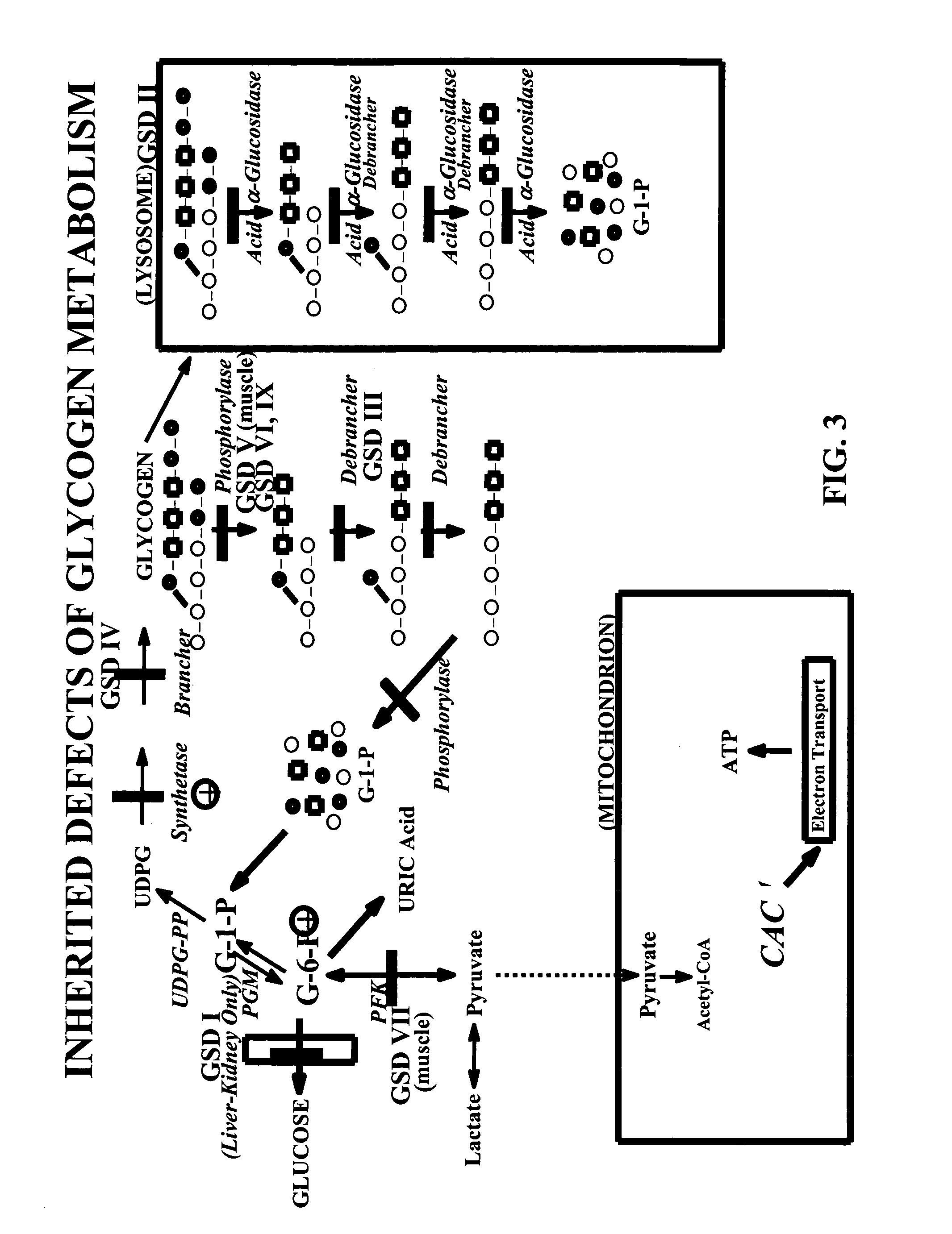 Glycogen or polysaccharide storage disease treatment method