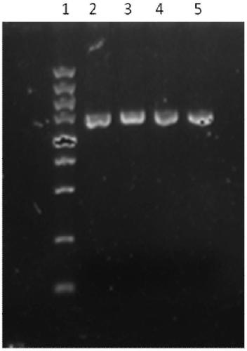 A signal peptide that can effectively improve the efficiency of protein secretion and expression and its application