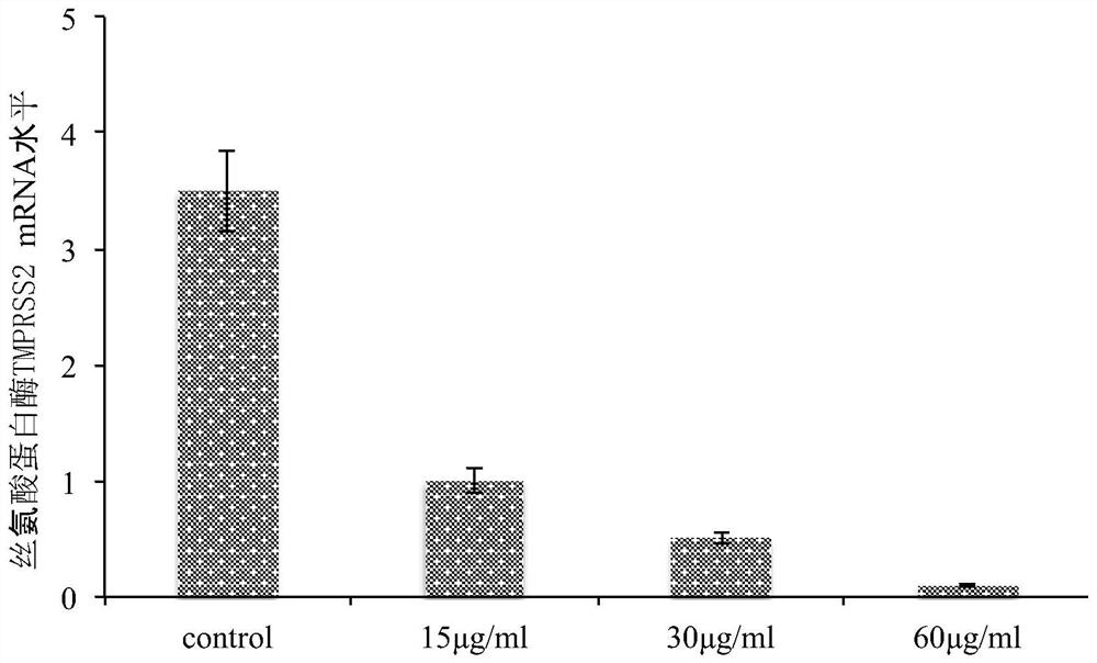 Application of Indian kalimeris herb cold and wind chill compound recipe to preparation of medicines for resisting infection with novel coronaviruses