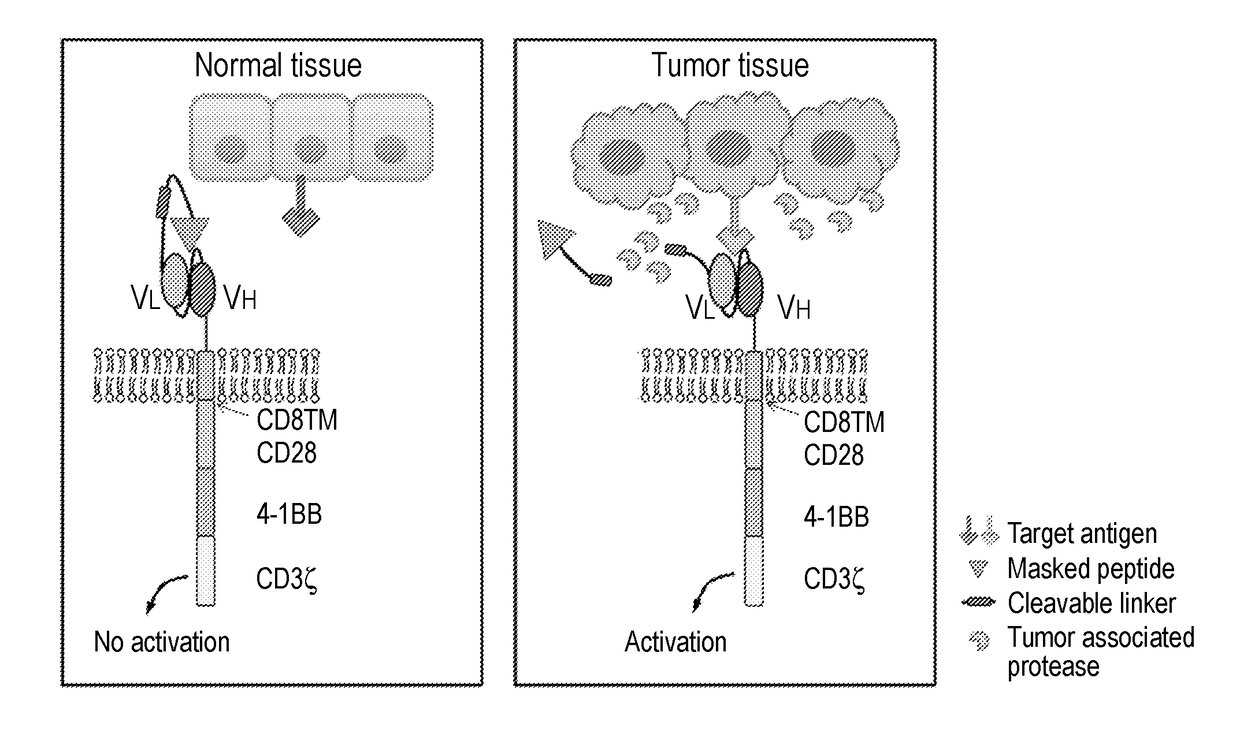 Masking chimeric antigen receptor t cells for tumor-specific activation