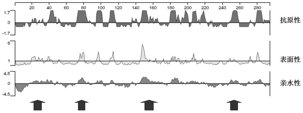 Polypeptide-ELISA kit for detecting novel coronavirus S protein unique antibody