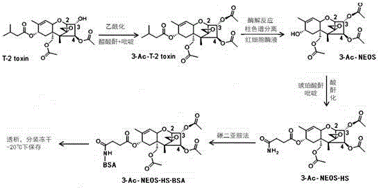 Type-A trichothecene polyclonal antibody as well as preparation method and application thereof