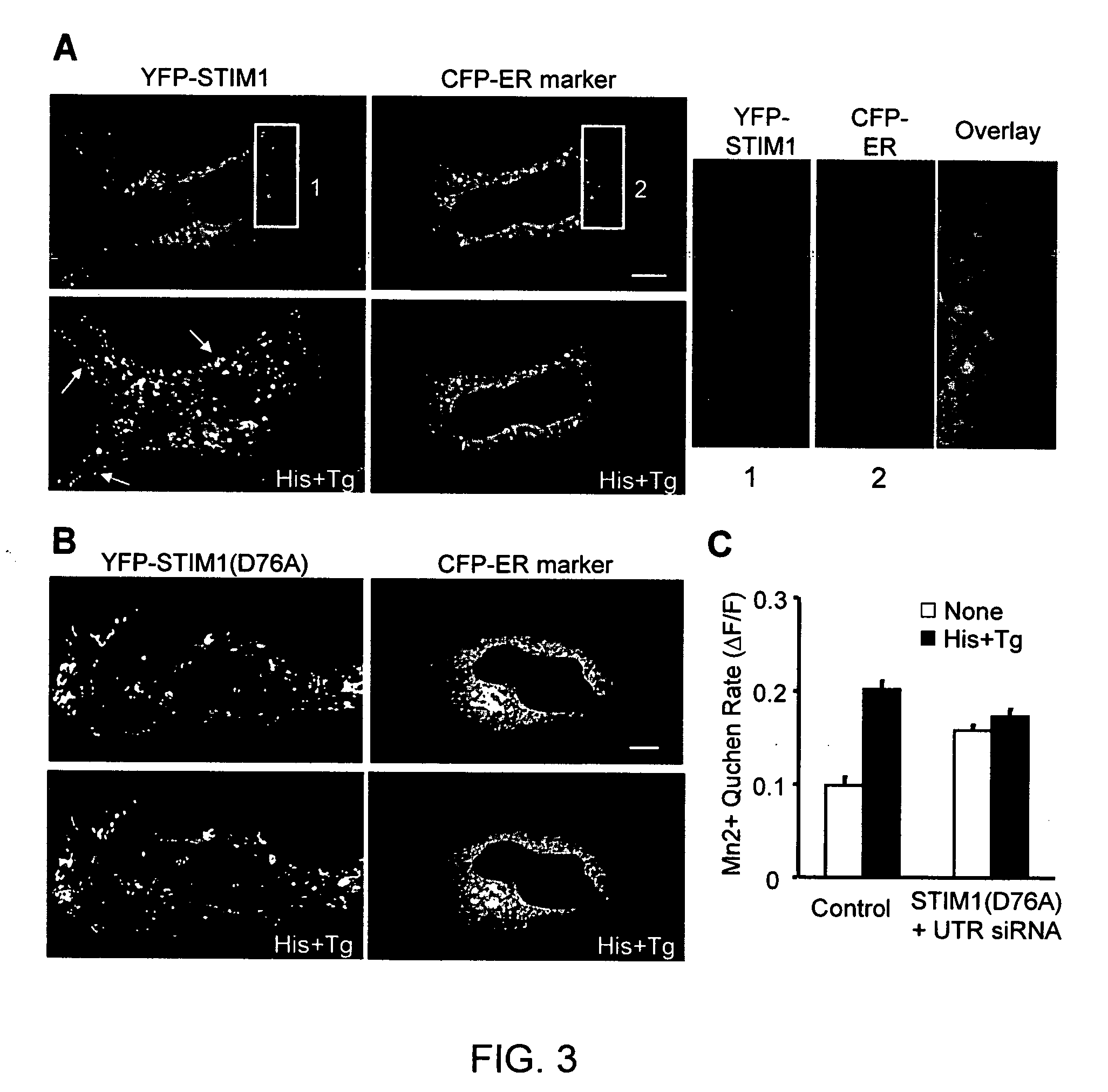 Calcium biosensor polypeptides and methods of use