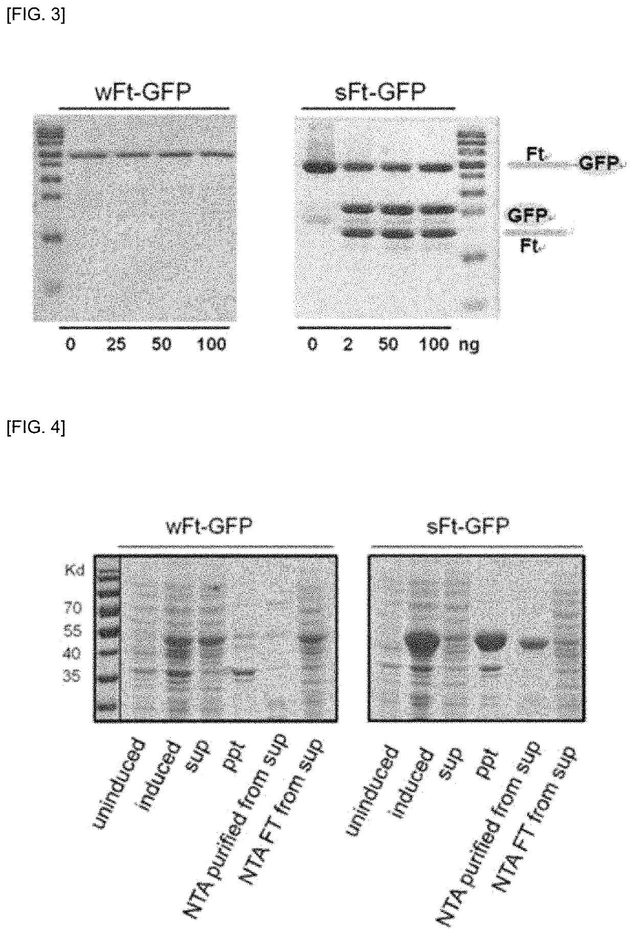 Human-derived ferritin monomer fragment and fusion polypeptide using same