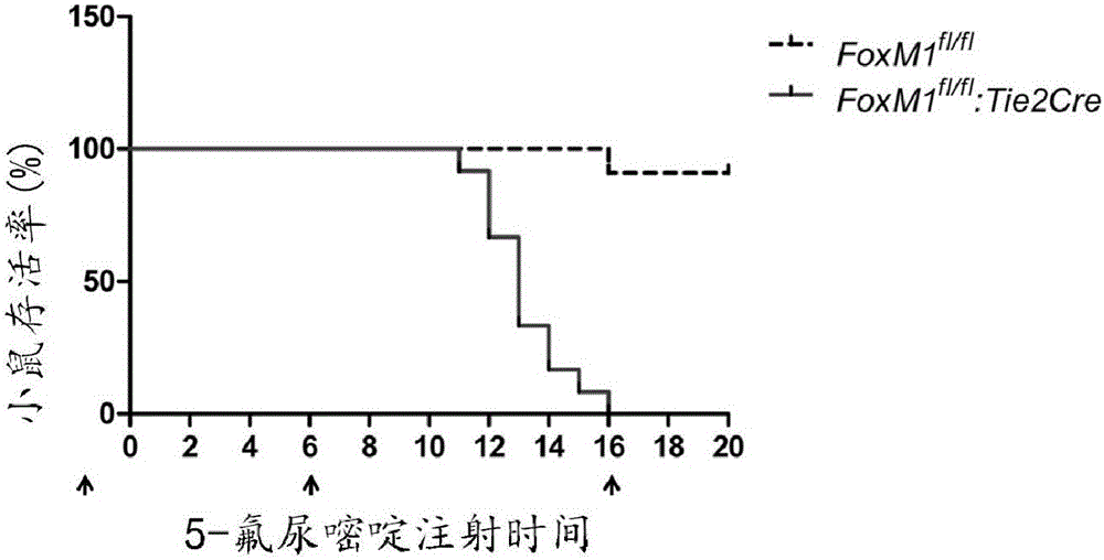 Application of Soimycin A in preparation of leukemia radiation and chemotherapy sensitizer