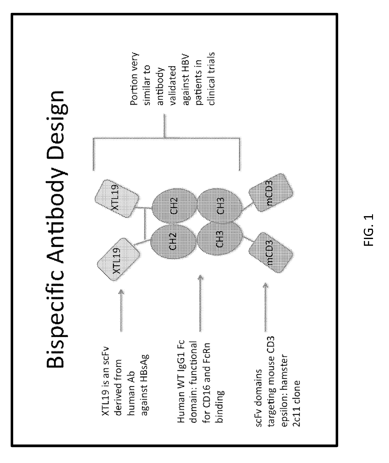 Antibody based gene therapy with tissue-directed expression