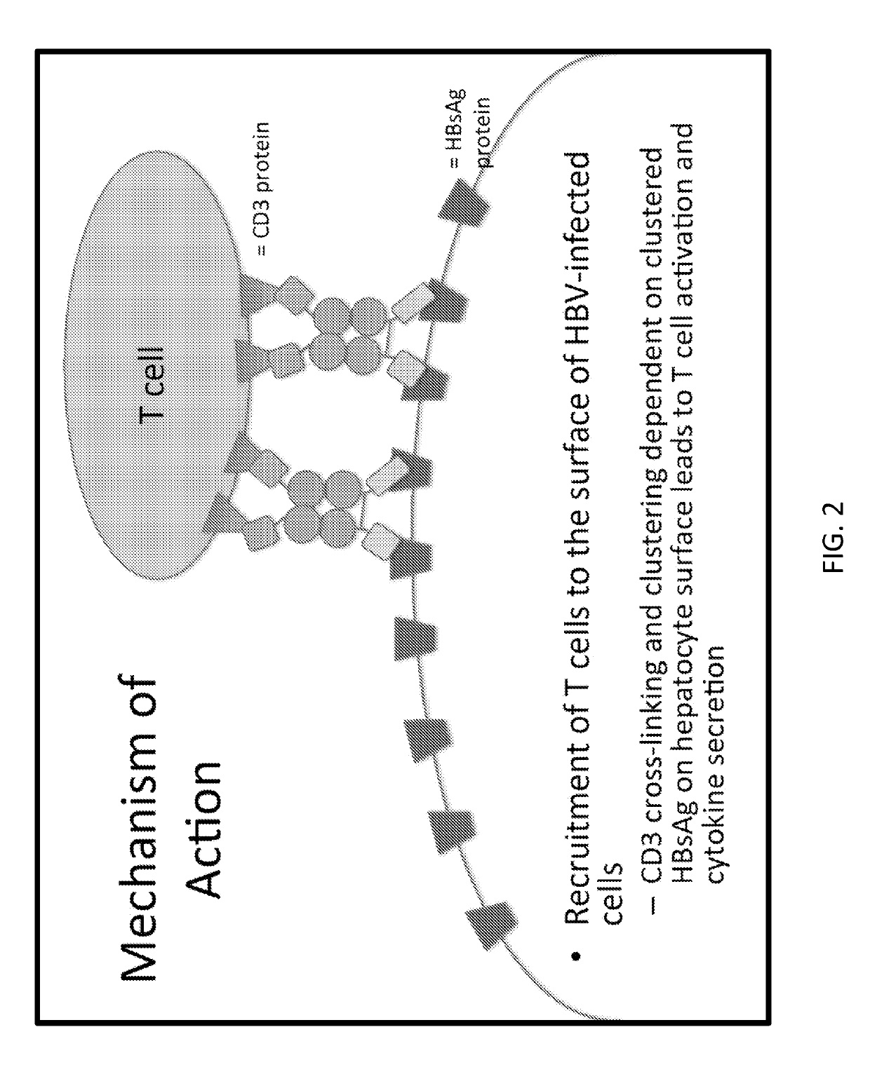 Antibody based gene therapy with tissue-directed expression