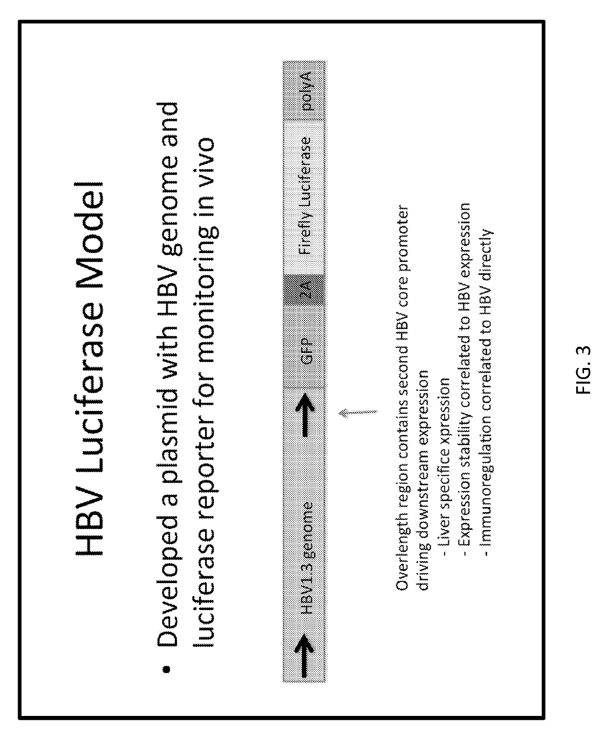 Antibody based gene therapy with tissue-directed expression